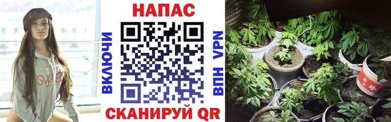 сколько стоит  Дедовск  кракен как войти  Канабис индика 